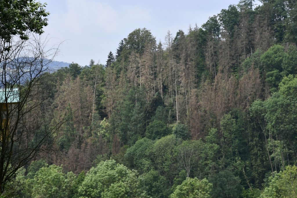 2018 06 06 Waldbilder DSC1708