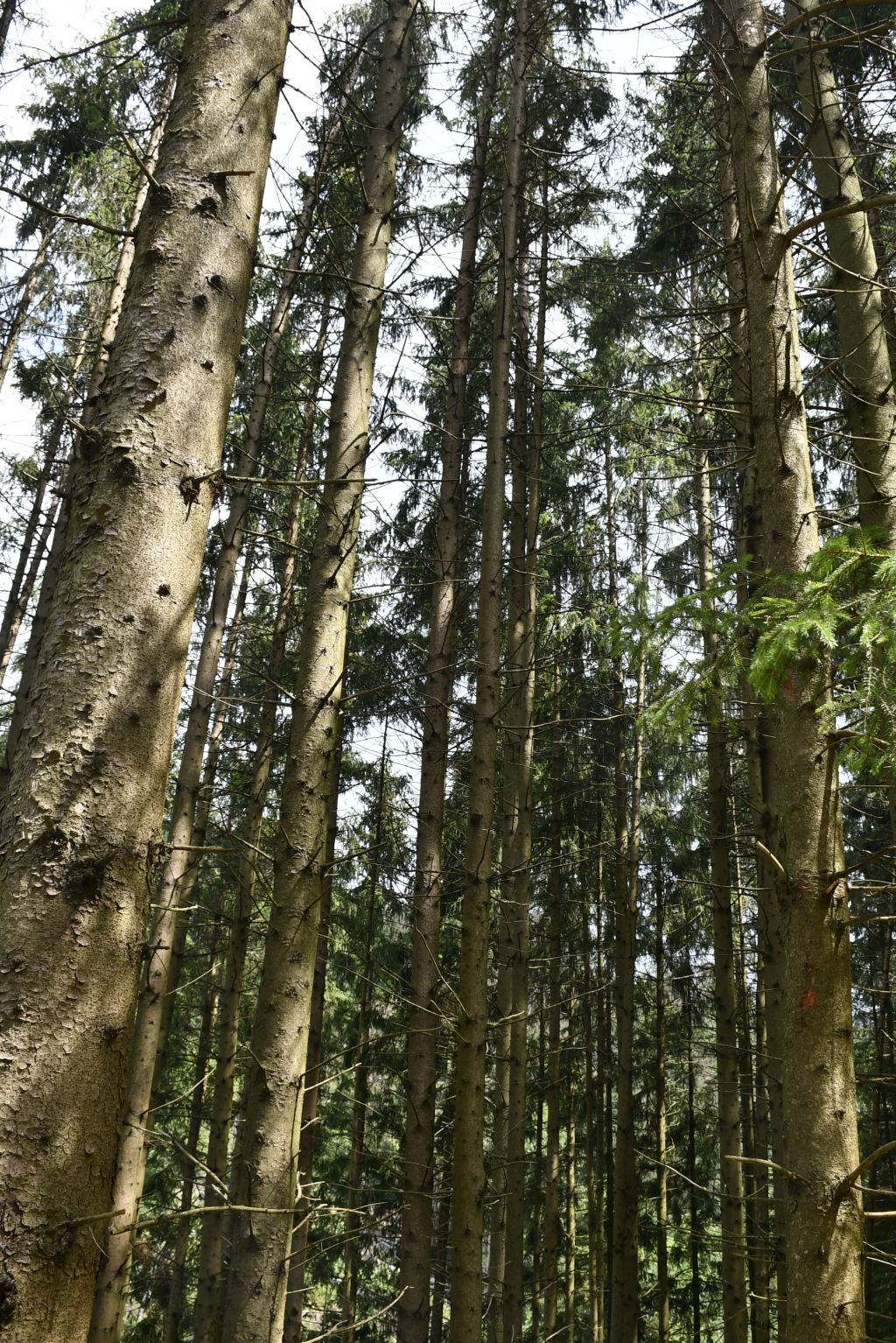 2018 06 06Waldbilder DSC1712
