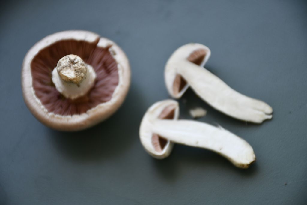 2018 10 23 Wiesenchampignon