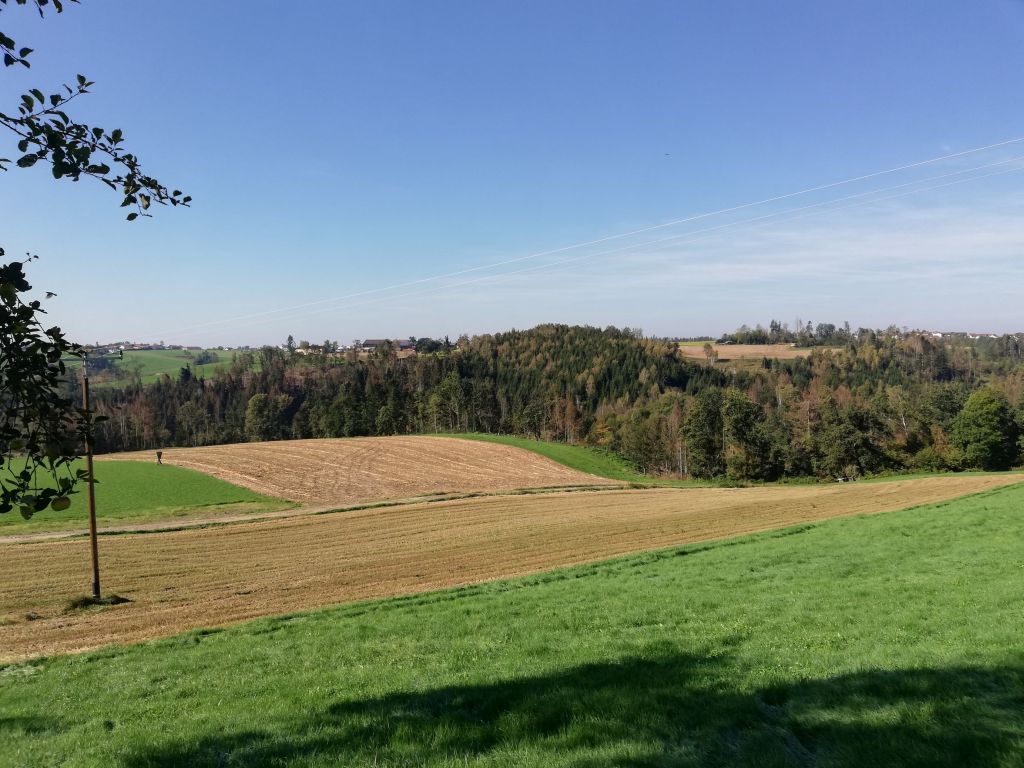 2018 11 06 Borkenkäfer Problem k