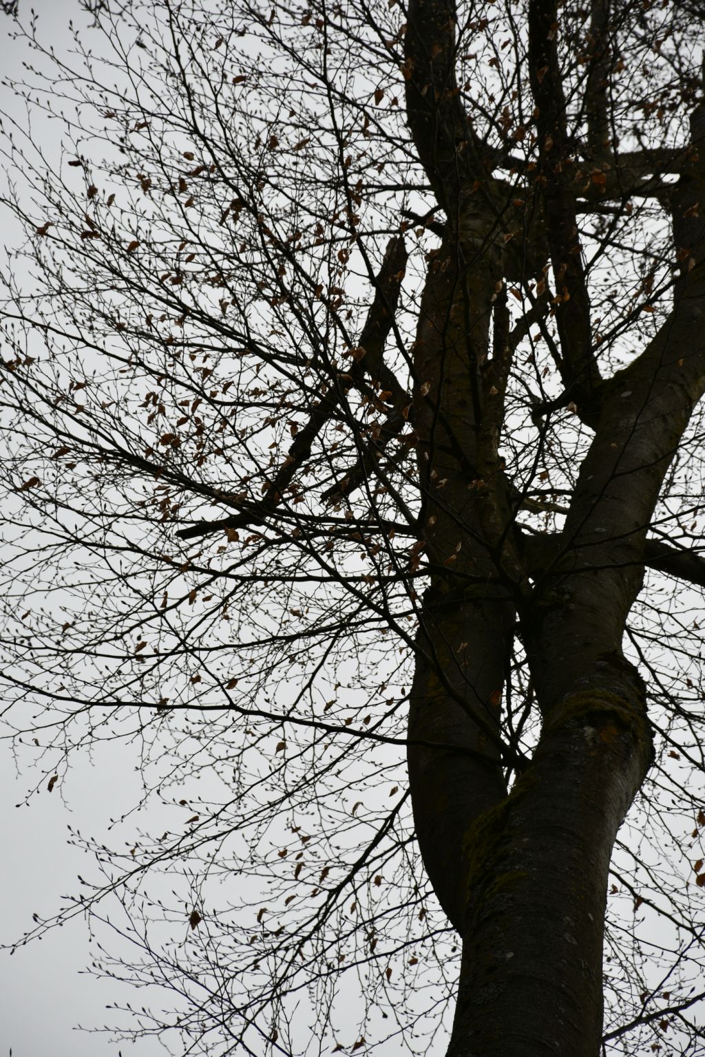 2019 03 11 Totholz DSC0854 k