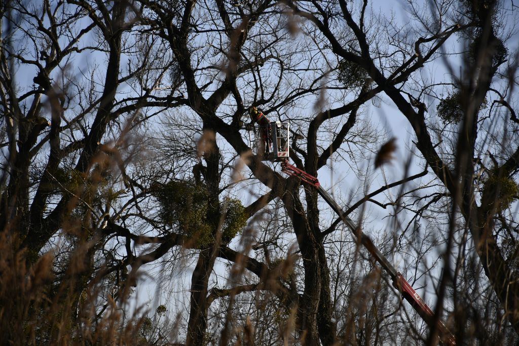 2019 03 18 Auwald Baumpflege DSC6415