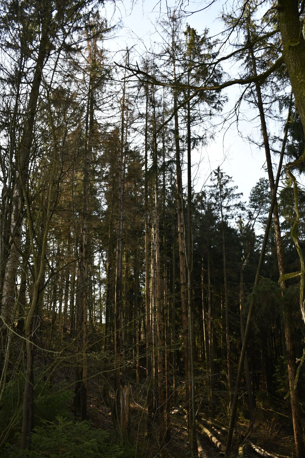 2019 04 11 Fällarbeiten k DSC7463