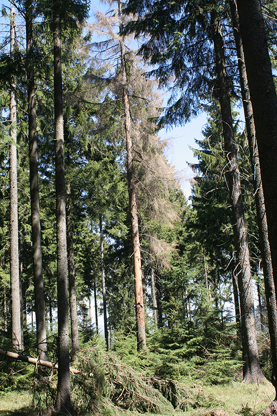 2019 05 07 Borkenkäfer 2