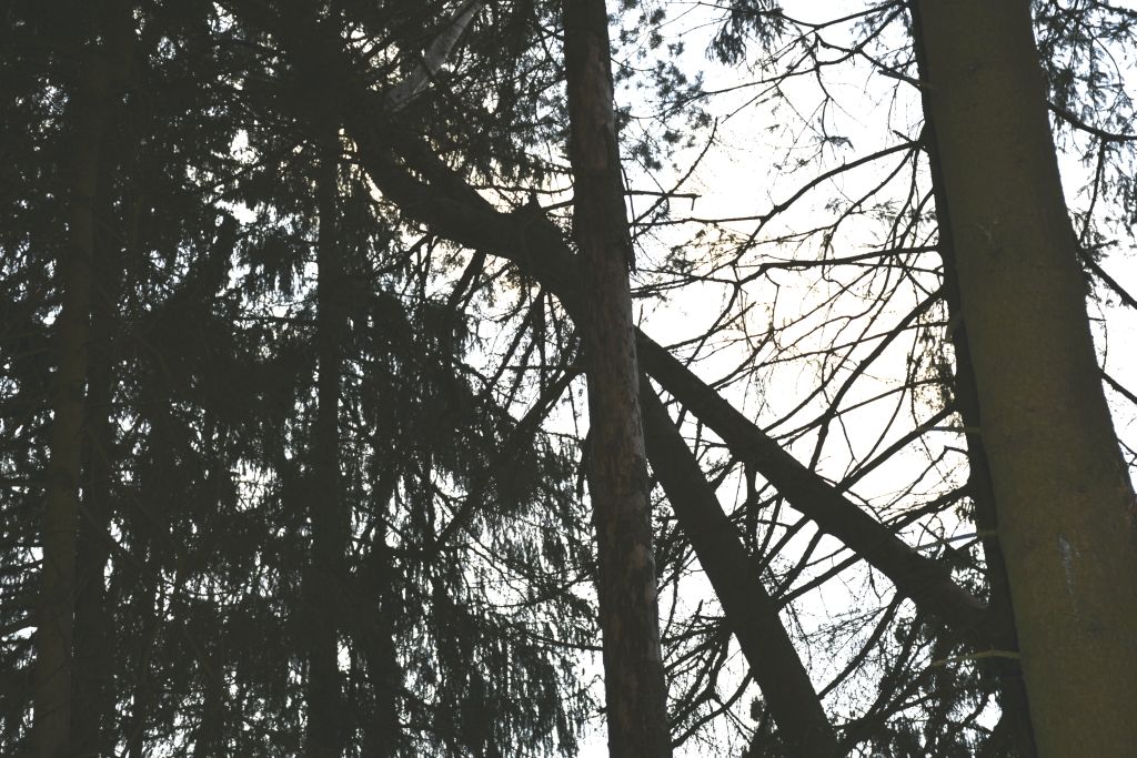 2019 05 13 Waldbesitz kh DSC7279