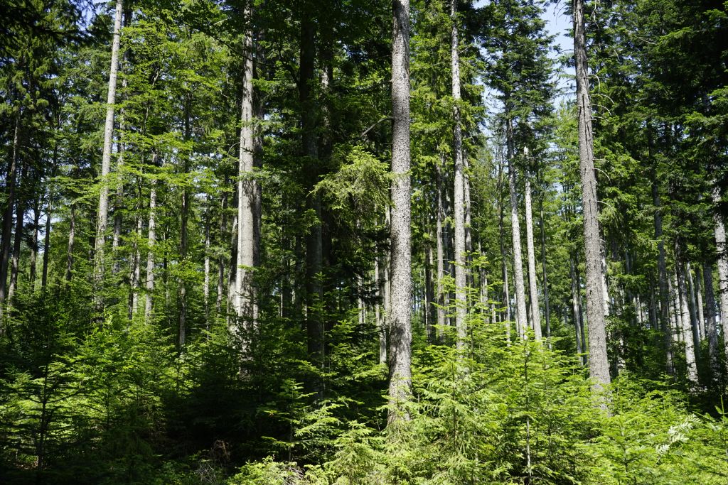 2019 09 05 Waldpflegeverträge Nutzen k
