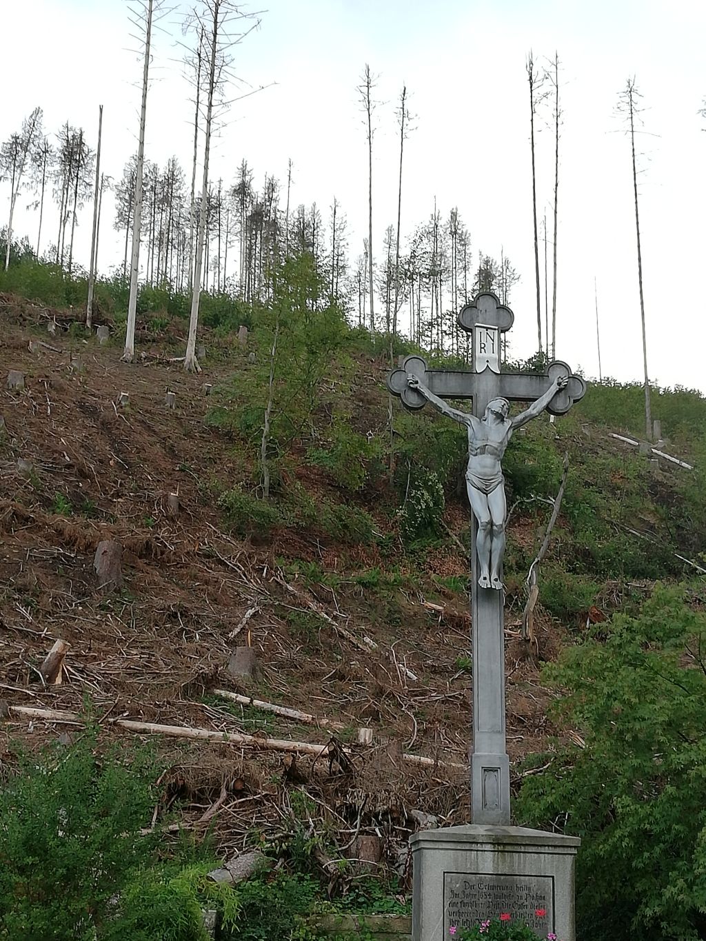 2019 12 13 Waldfläche